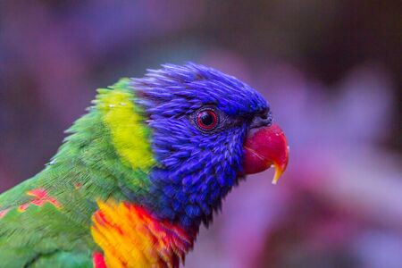 Colorful parrot portrait. Parrot profile. Parrot head. Parrot closeup