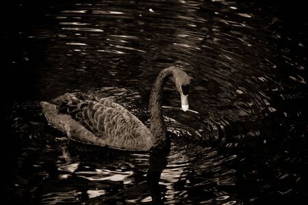  Black swan on black background swimming in the lakeの写真素材