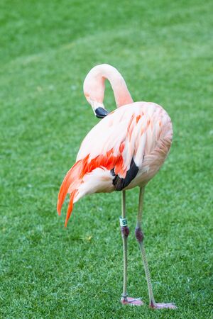 Pink flamingos stand against green backgroundの写真素材