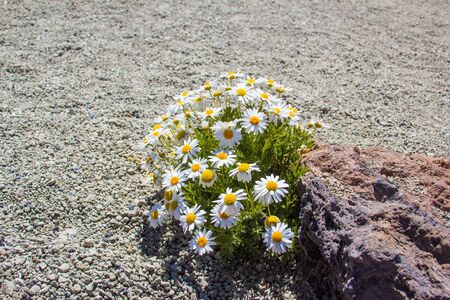 Chamomile flowers. A beautiful scene of nature with blooming Chamomile. Chamomile Spring floral sky landscape. Summer daisy,の写真素材