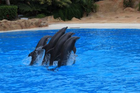 Group of dolphins performs at the zoo. Dolphins jump over a stick in the loro Park Tenerifeの写真素材