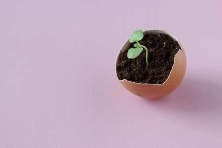 Green plant in egg-shell on  pink