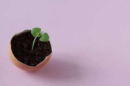 Young plant grow in egg shell. Easter decoration. Green plant in egg-shell on the pink background.の写真素材