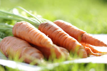 Fresh and sweet carrot with leaves on the green background. Fresh and sunny vegetable concept....