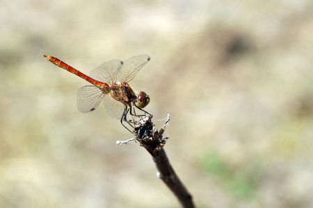 Dragonflyの写真素材