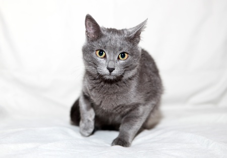 A russian blue cat on a light backgrondの写真素材