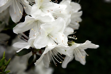 A white azaleas in bloom. White azalea flowers close-up.の写真素材