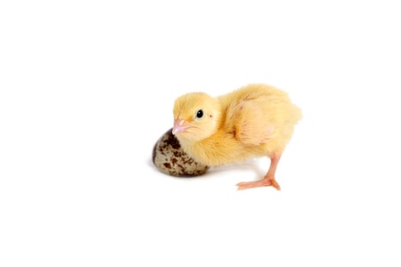 A yellow quail chick one day old and an egg  Isolated 