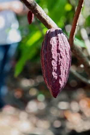 The fruit of the cocoa on a branch.の写真素材