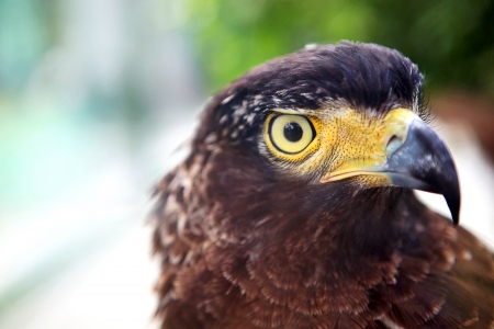 Crested Serpent Eagle in the Zoo of Ho-shi-minh, Vietnamの写真素材