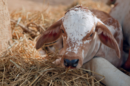 Calf of an indian cow, four days old. Haridvar, India.の写真素材