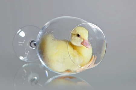 Cute tiny yellow muscovy duckling in a wineglass. Studio shotの写真素材