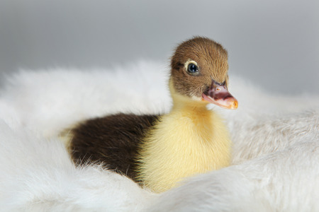 Cute tiny muscovy duckling sits on a white fur. Studio shotの写真素材