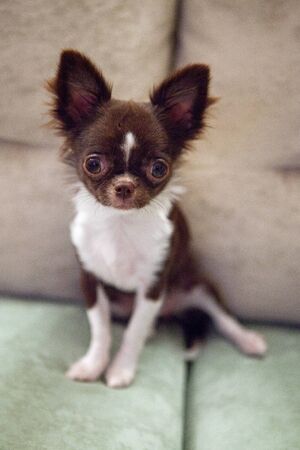 Brown and white chihuahua puppyの写真素材