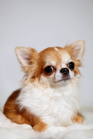 A cute red and white chihuahua on white furの写真素材