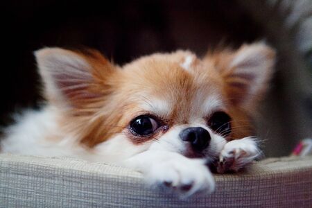 A cute red and white chihuahua lying in the shedの写真素材