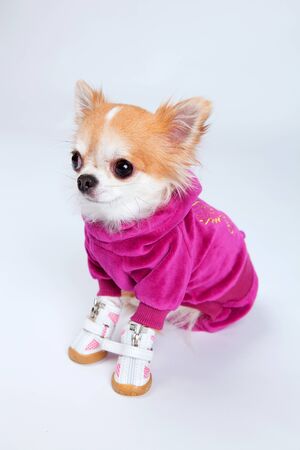 A cute red and white chihuahua wearing pink clothes studio shotの写真素材