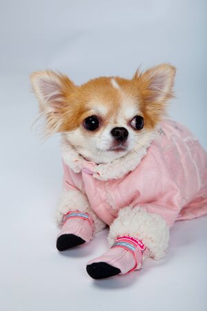 A cute red and white chihuahua wearing pink clothes studio shotの写真素材