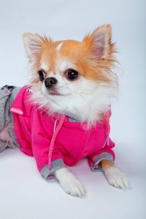 A cute red and white chihuahua wearing pink clothes studio shotの写真素材