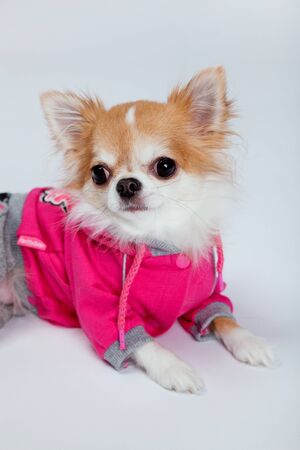 A cute red and white chihuahua wearing pink clothes studio shotの写真素材