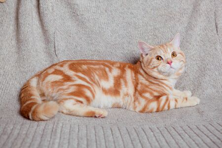 A beautiful red marble tabby Britain cat lying on a woolen blanket.の写真素材
