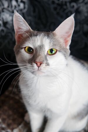 A cute white and tabby cat at home.の写真素材