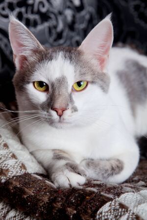 A cute white and tabby cat at home.の写真素材