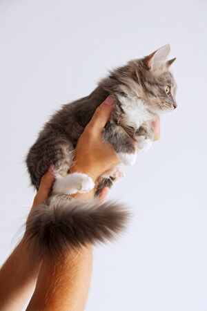 A cute tabby and white kitten in man's handsの写真素材