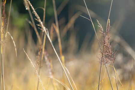 Beautiful Dry grass sunlighted in the morning