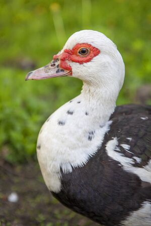 A muscovy duck female walking outside on the grass.の写真素材
