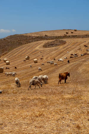 Farm goats and sheeps feeding on the pastureの写真素材