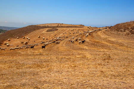 Farm goats and sheeps feeding on the pasture. With a lot of free space