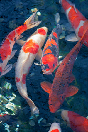 Koi carps swimming under water in japanese gardenの写真素材