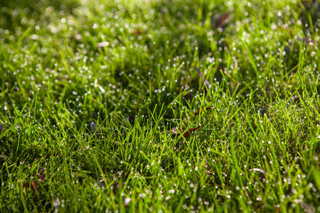 Young green grass covered with the dew in the early morningの写真素材