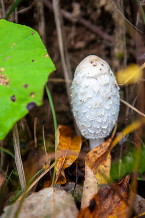 A young white toadstool growing amoung dry grass at the atumn forestの写真素材