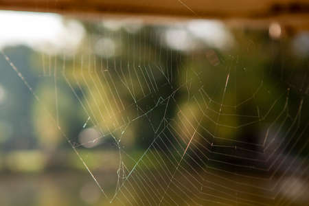 A spider web on the diffused background in the morningの写真素材