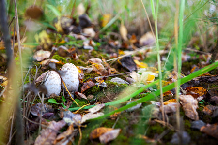 A young white toadstool growing amoung wet moss at the atumn forestの写真素材