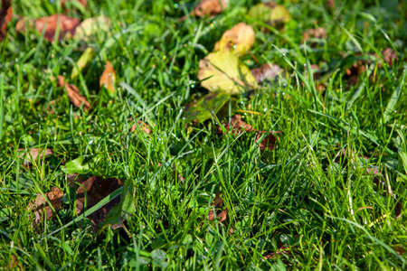 Young green grass covered with the dew in the early morningの写真素材