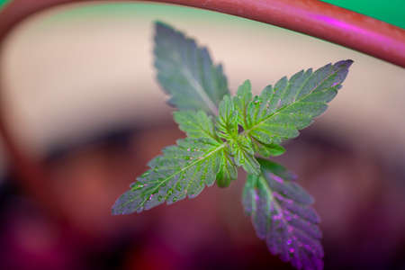 Growing young cannabis sprout hydroponical indoors under the led phytolampの写真素材