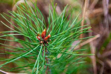 A young green pine-tree branch closeup. Forest, autumnの写真素材