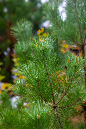 A young green pine-tree branches closeup. Forest, autumnの写真素材