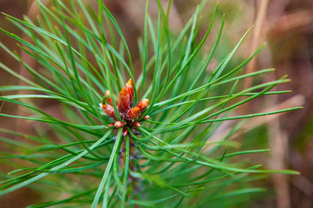 A young green pine-tree branch closeup. Forest, autumnの写真素材