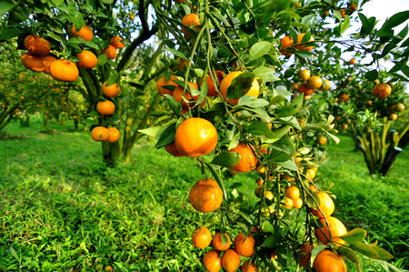 orange treeの写真素材