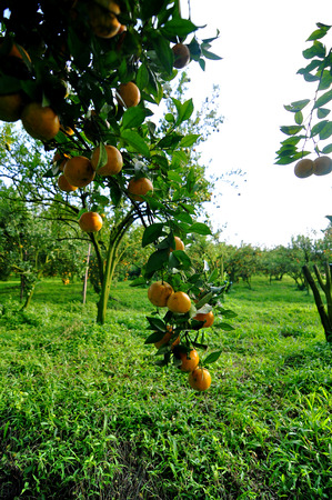 orange treeの写真素材