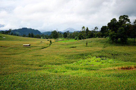 corn fieldsの写真素材