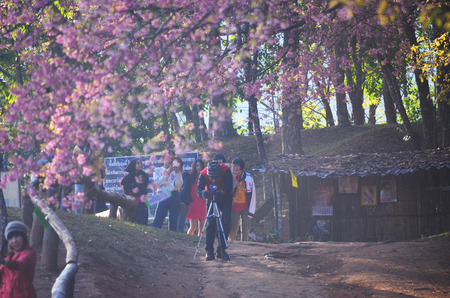 pink  moutainのeditorial素材