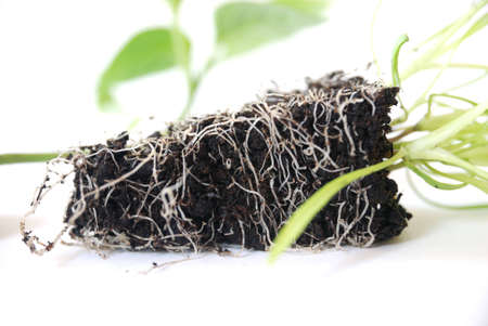 Roots of Parsleyの写真素材