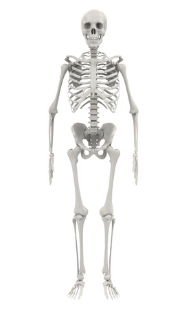 human skeleton isolated on white backgroundの写真素材