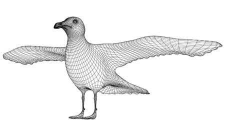 Seagull polygonal lines illustration. Abstract vector bird on the white background