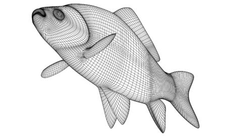 Crucian fish polygonal lines illustration. Abstract vector fish on the white backgroundのイラスト素材